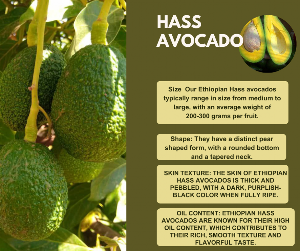 Hass Avocado from Ethiopia